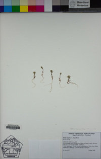 Hemizonella minima image