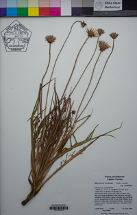 Microseris laciniata subsp. laciniata image
