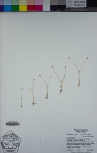 Moenchia erecta subsp. erecta image