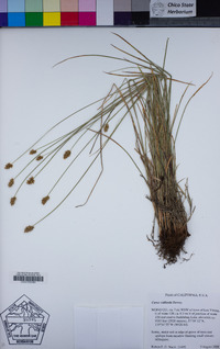 Carex vallicola image