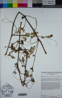 Marah macrocarpa image