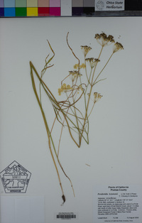 Perideridia lemmonii image