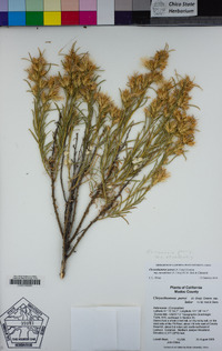 Ericameria parryi image