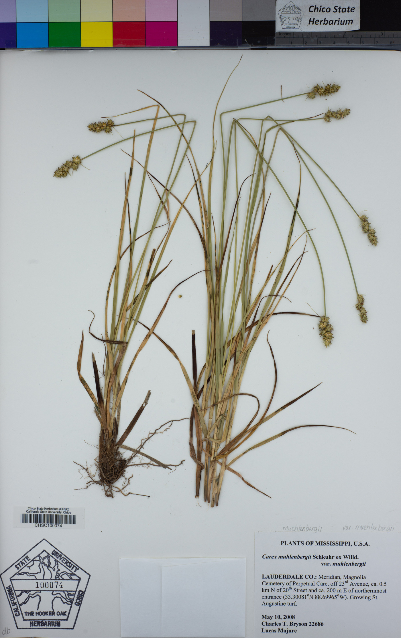 Carex muehlenbergii var. muehlenbergii image