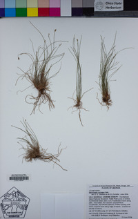 Eleocharis vivipara image