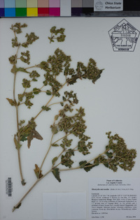 Mentzelia micrantha image