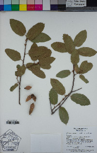 Quercus wislizeni image