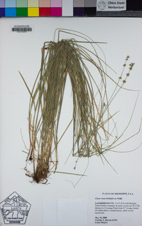 Carex rosea image