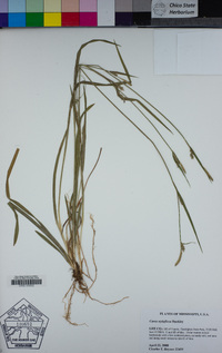 Carex styloflexa image