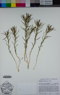 Stillingia paucidentata image