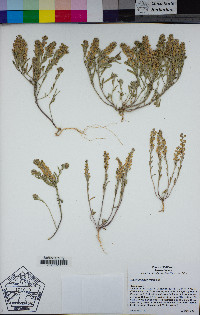 Alyssum desertorum image