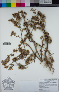 Symphyotrichum subulatum image