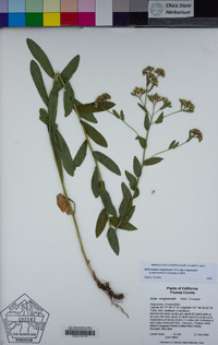 Sericocarpus oregonensis image