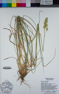 Dactylis glomerata image