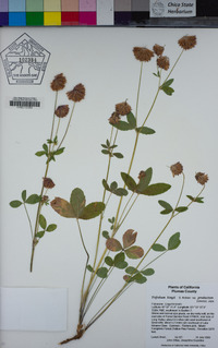 Trifolium productum image