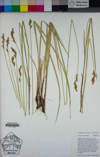 Carex bolanderi image