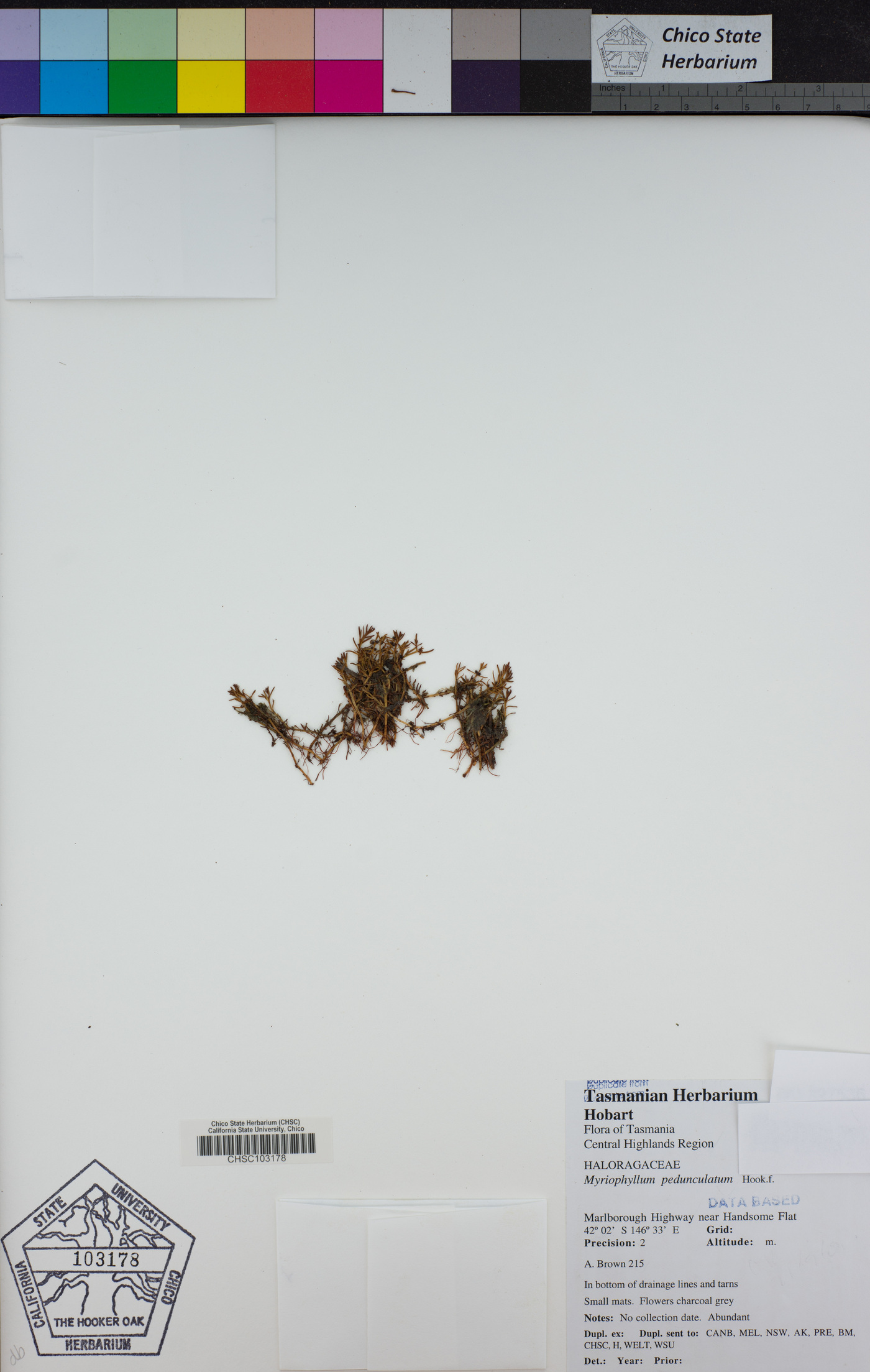 Myriophyllum pedunculatum image