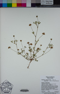 Trifolium depauperatum var. amplectens image