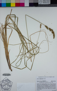 Carex vulpinoidea image