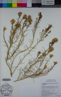 Chrysothamnus viscidiflorus subsp. viscidiflorus image