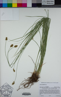 Carex hoodii image