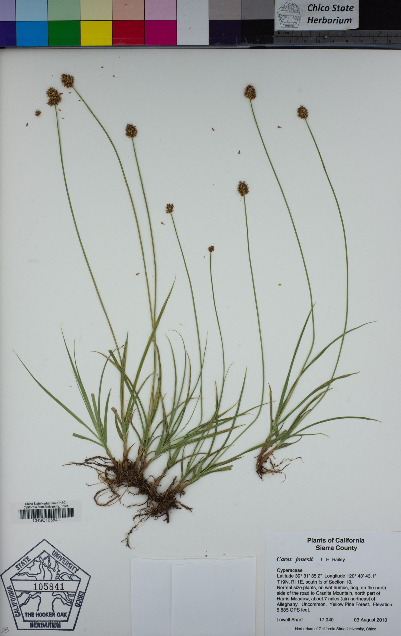 Carex jonesii image