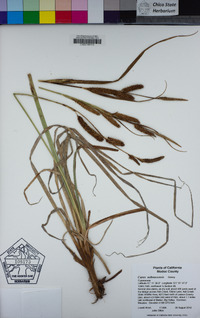 Carex nebrascensis image