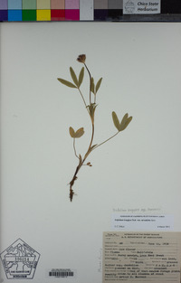 Trifolium longipes subsp. hansenii image