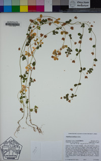 Trifolium dubium image