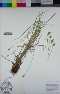 Carex abrupta image