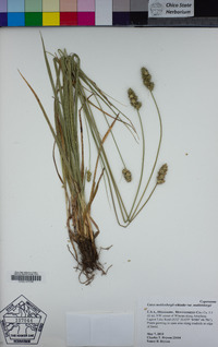 Carex muehlenbergii var. muehlenbergii image