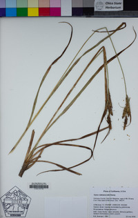 Carex nebrascensis image