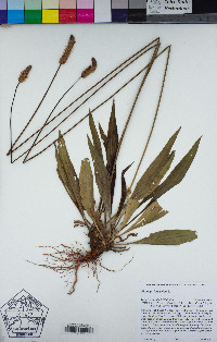 Plantago lanceolata image