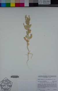 Atriplex argentea var. expansa image