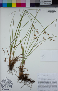 Juncus orthophyllus image