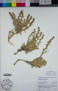 Artemisia rothrockii image