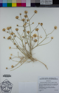 Bebbia juncea var. aspera image