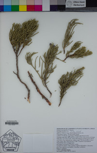 Juniperus grandis image