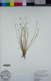 Eleocharis obtusa image