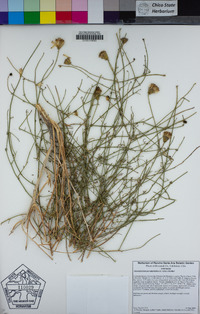 Adenophyllum porophylloides image