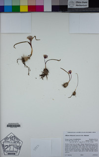 Allium obtusum var. obtusum image