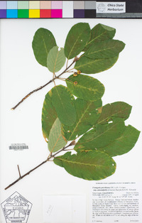 Frangula purshiana subsp. annonifolia image