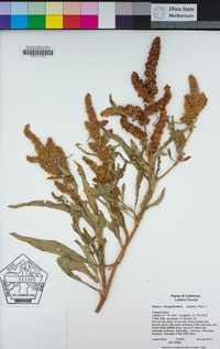 Rumex triangulivalvis image