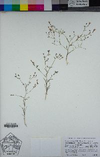 Navarretia linearifolia image
