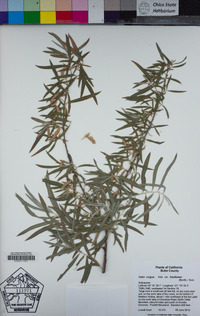 Salix exigua image