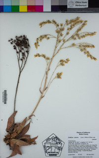 Dudleya cymosa subsp. cymosa image