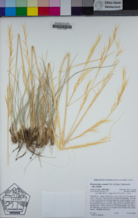 Hesperostipa comata var. comata image