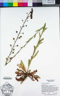 Verbascum blattaria image