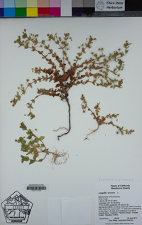 Lysimachia arvensis image