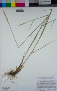 Elymus trachycaulus subsp. trachycaulus image